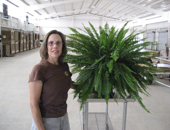 10 inch King Compacta Fern