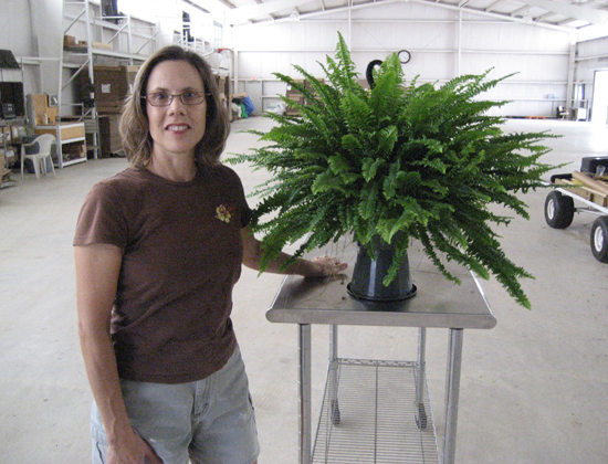 8 inch King Compacta Fern