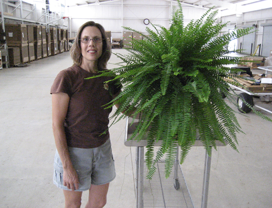 10 inch Maassii Fern