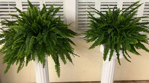 Standard vs Promo King Compacta fern comparison