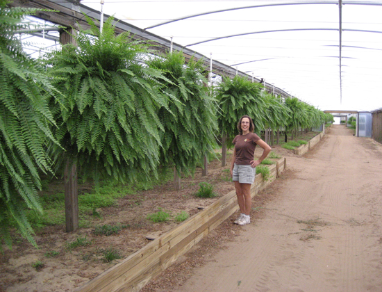 10 inch Specimen Fern